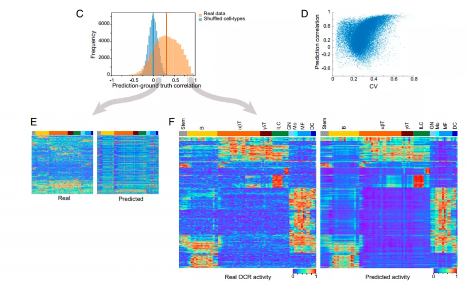 PNAS | 基因调控之深度学习揭示免疫细胞分化的调节机制