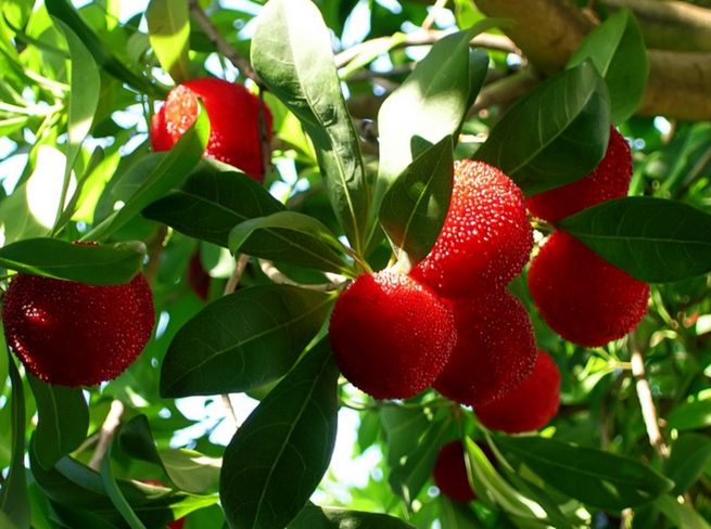 使用机器学习方法评估草莓树果实提取物在粉剂及溶剂系统中的稳定性